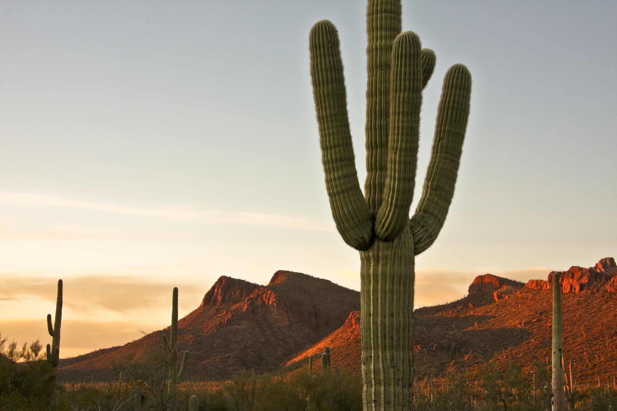 Tucson Marriott University Park Ngoại thất bức ảnh